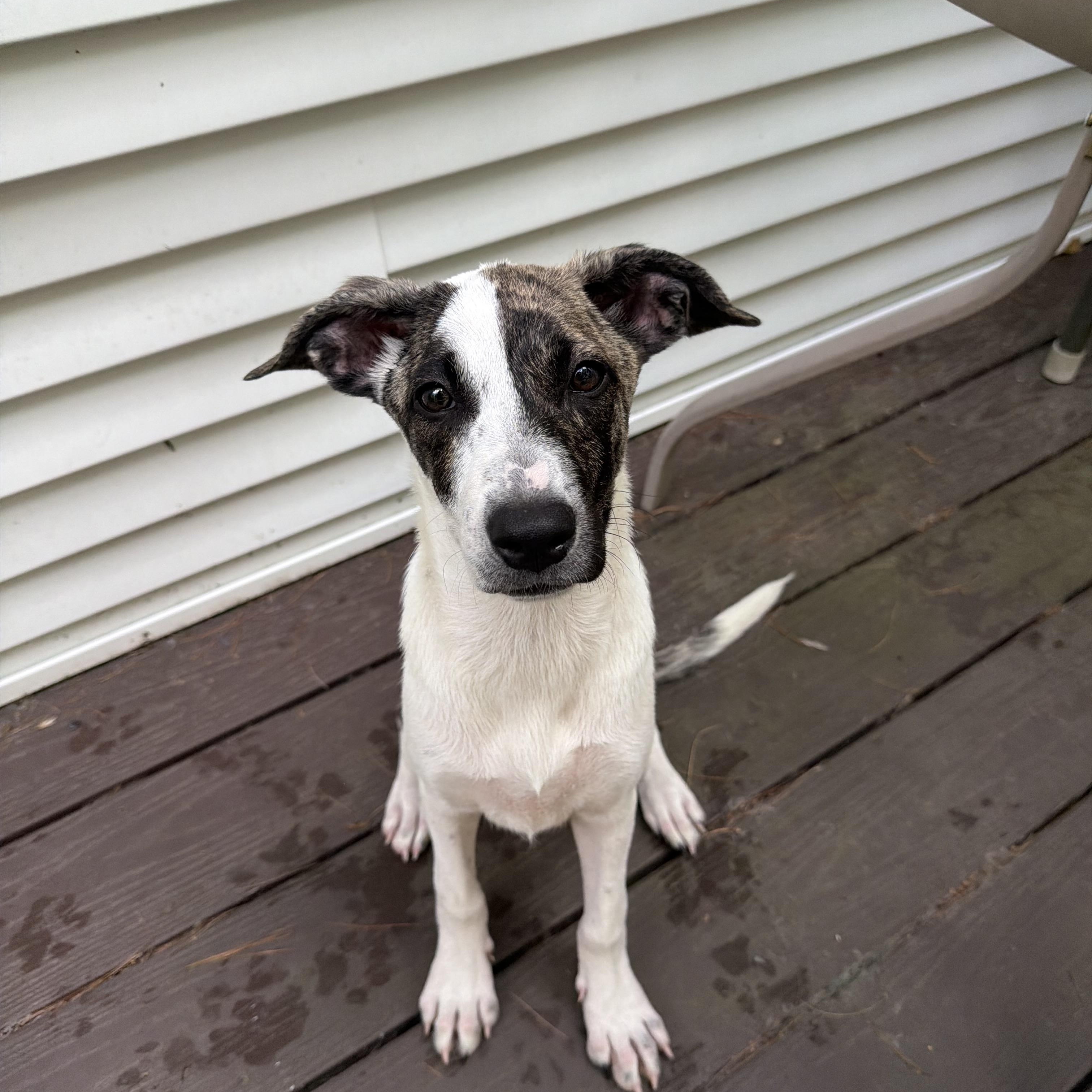 Pupperoni, a Adoptable mixed breed in Portland, ME image 3/5