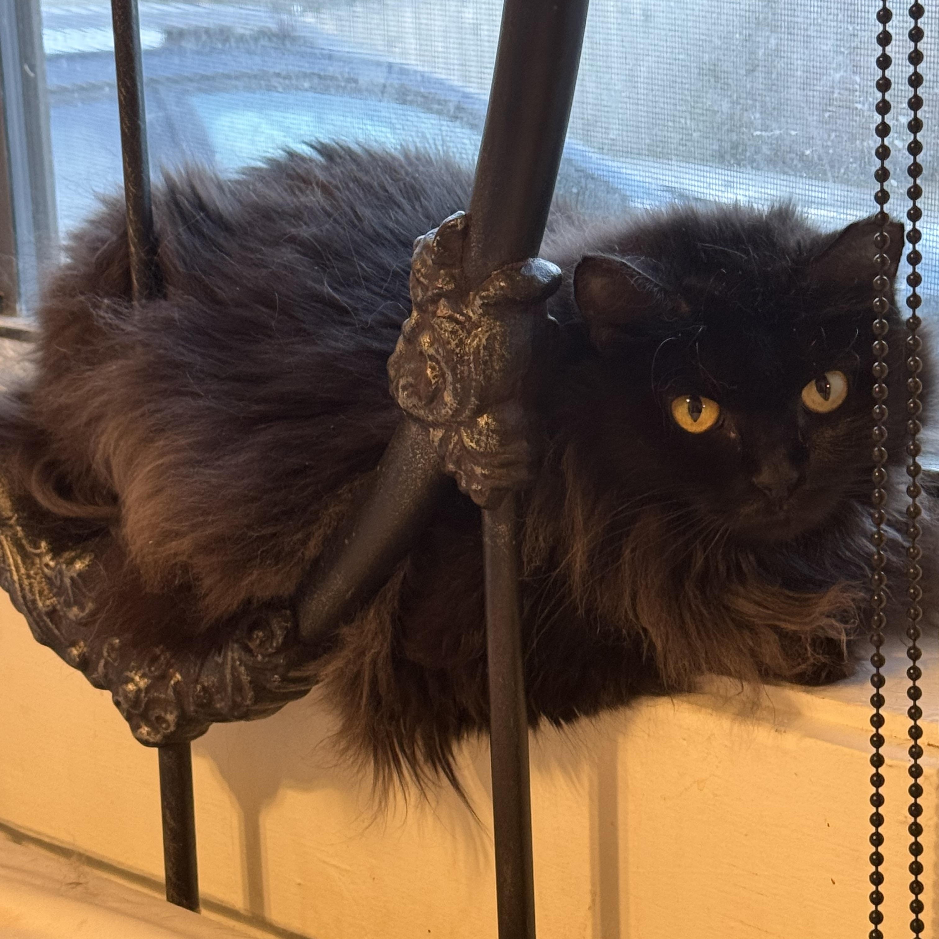 Gigi, adoptable, Young Female Domestic Long Hair.