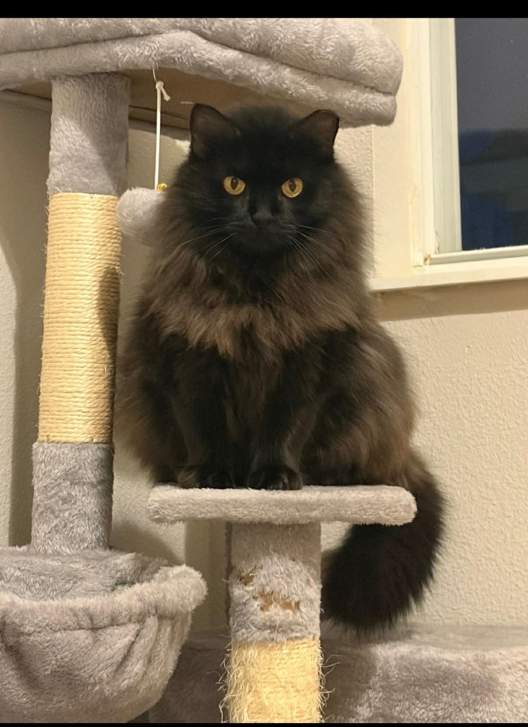 Enlarge Gigi, an adoptable Domestic Long Hair in largo, FL image 3/3