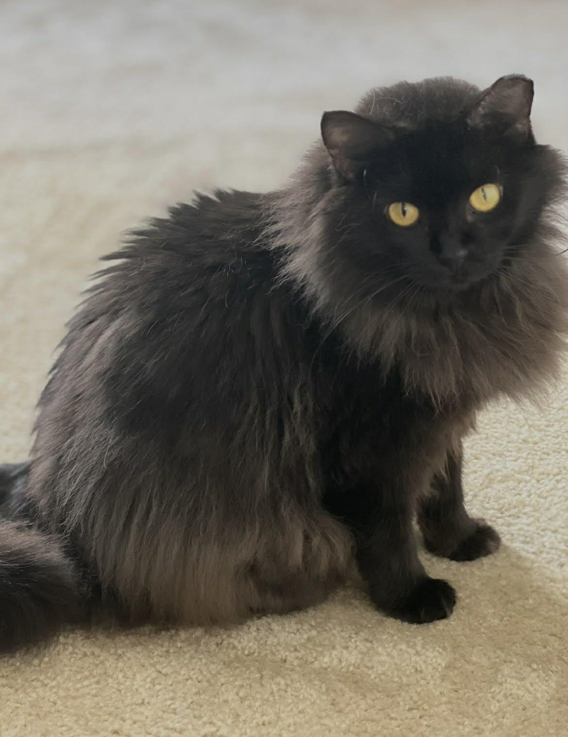 Enlarge Gigi, an adoptable Domestic Long Hair in largo, FL image 2/3
