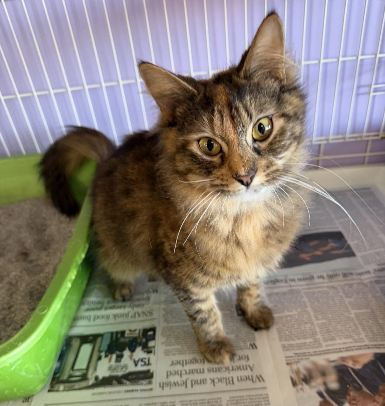Delaney , ADOPTABLE, Kitten Female Maine Coon & Domestic Long Hair.
