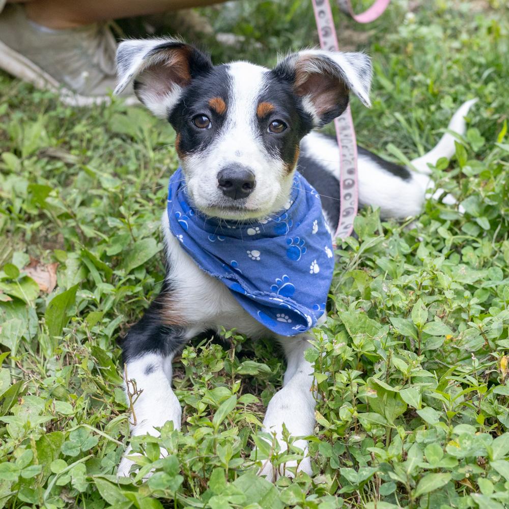 Rufus (Male)