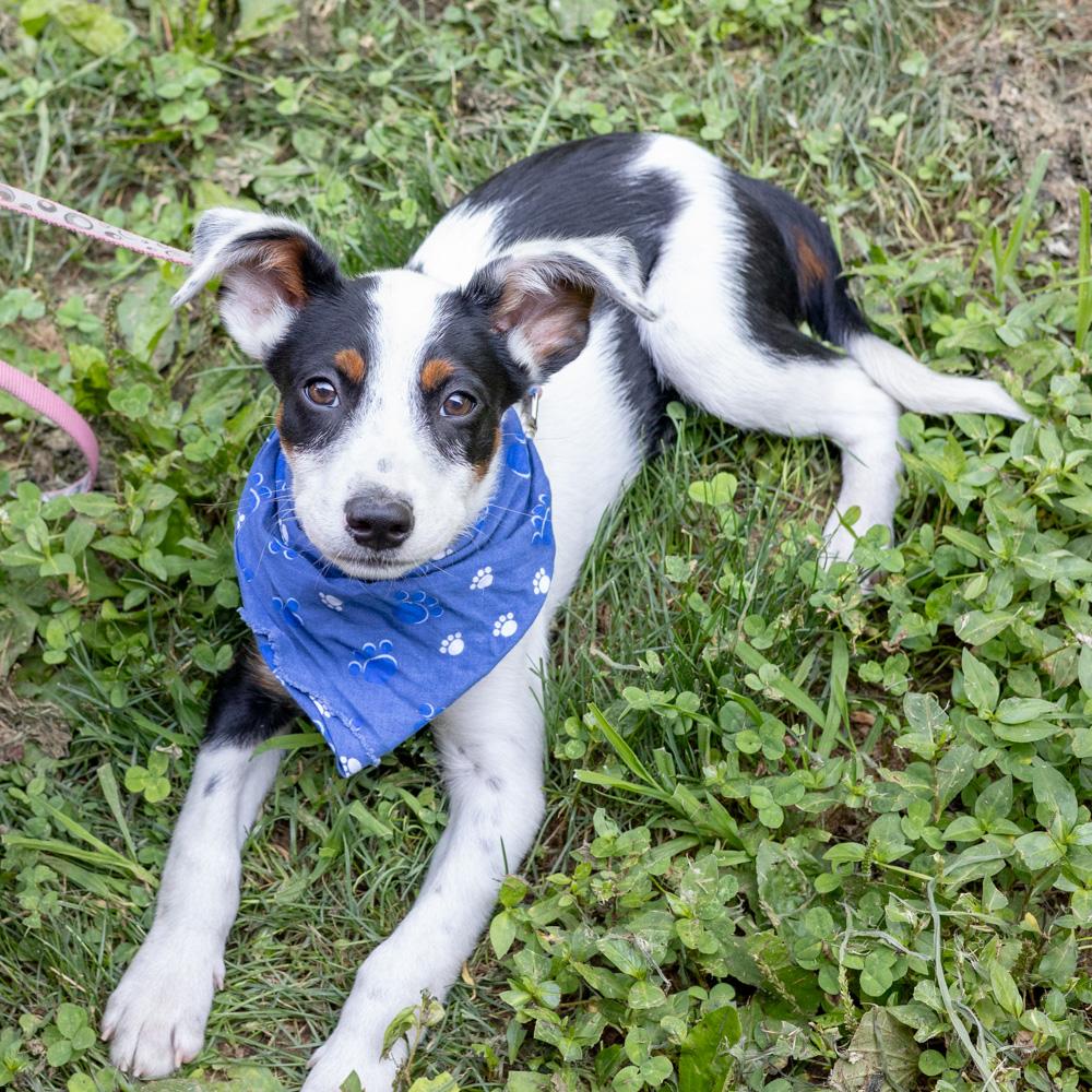 Rufus (Male)