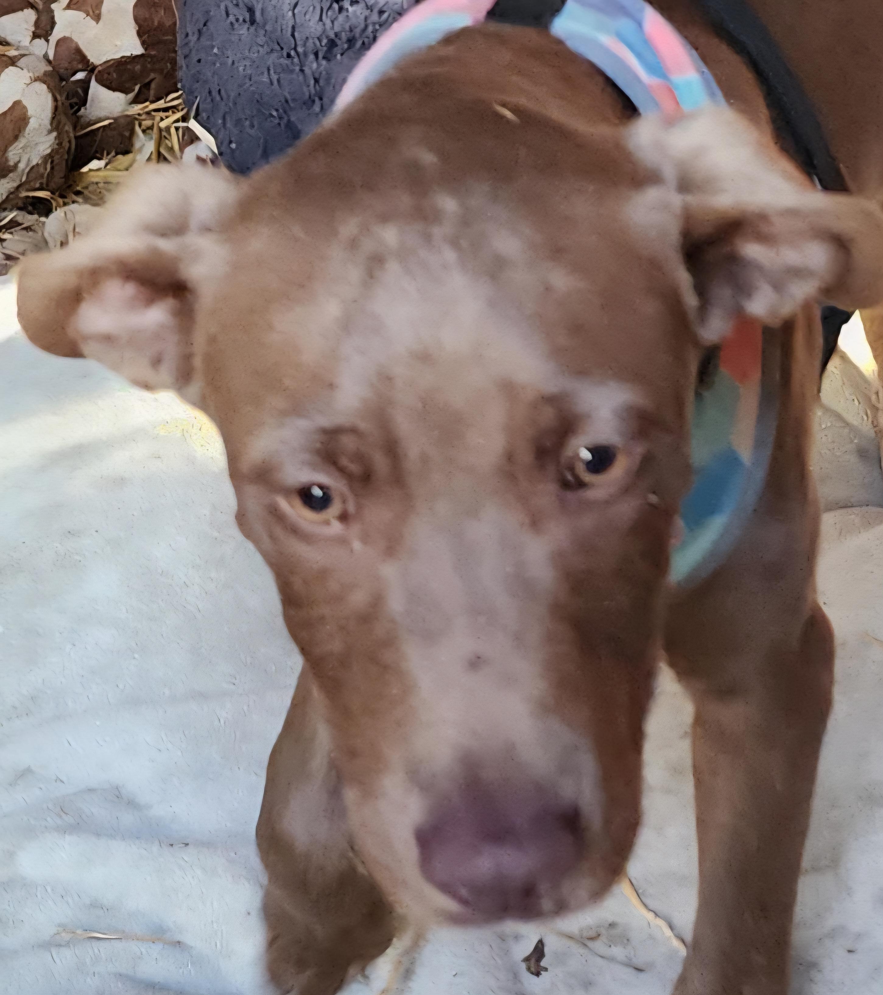 Enlarge Red, a Adoptable Catahoula Leopard Dog in Lafayette, CA image 2/3
