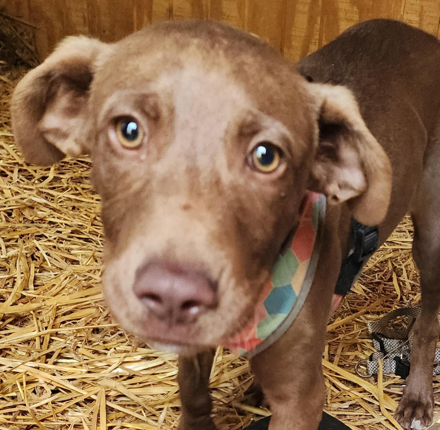 Enlarge Red, a Adoptable Catahoula Leopard Dog in Lafayette, CA image 1/3