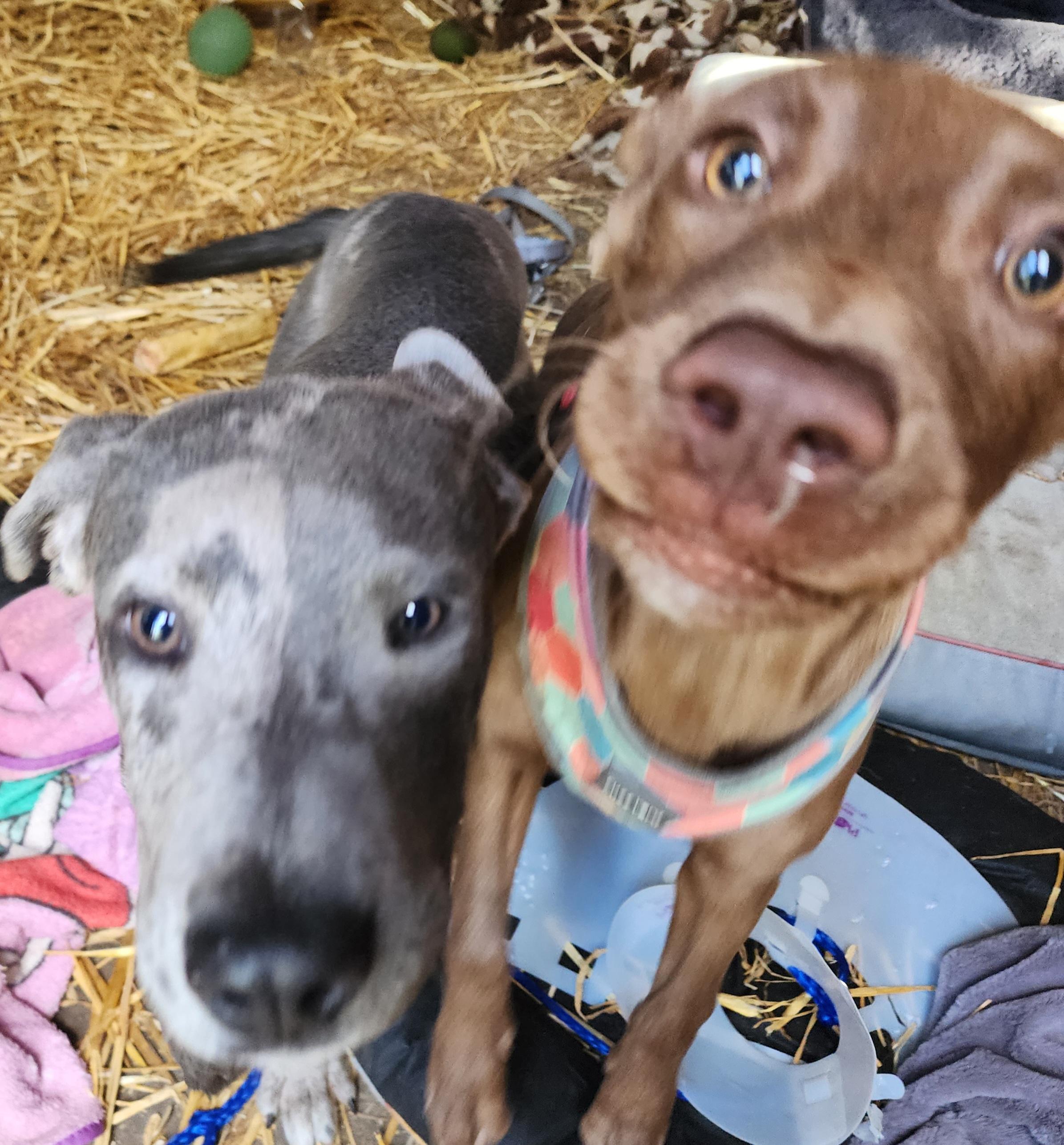 Enlarge Red, a Adoptable Catahoula Leopard Dog in Lafayette, CA image 3/3
