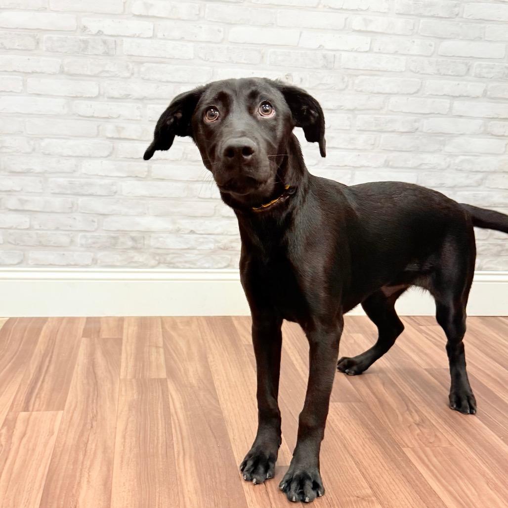 Carrie, Adoptable, Young Female Black Labrador Retriever.