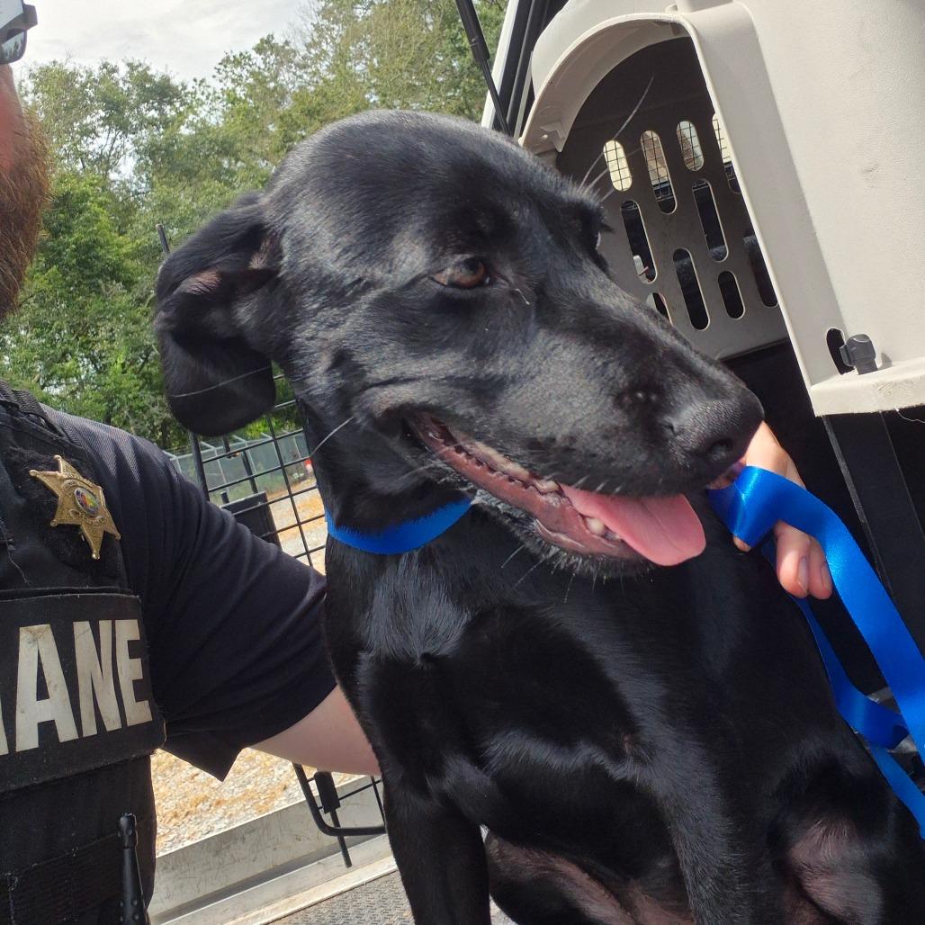 Carrie, a Adoptable Black Labrador Retriever in Montgomery, AL image 2/2