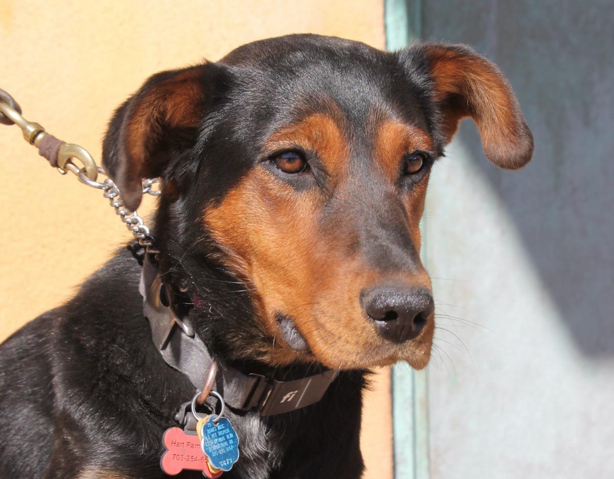 Enlarge Midnight, a ADOPTABLE mixed breed in Albuquerque, NM image 1/5