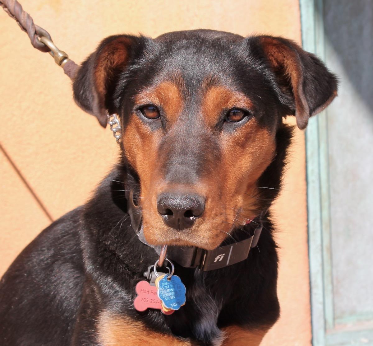 Enlarge Midnight, a ADOPTABLE mixed breed in Albuquerque, NM image 3/5
