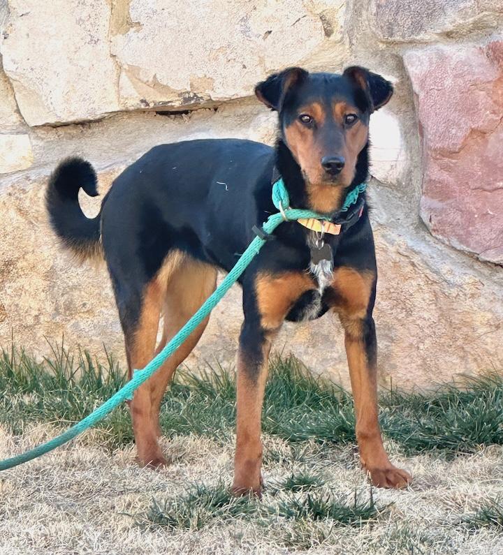 Enlarge Midnight, a ADOPTABLE mixed breed in Albuquerque, NM image 3/4