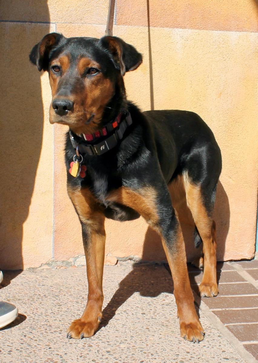 Enlarge Midnight, a ADOPTABLE mixed breed in Albuquerque, NM image 2/5