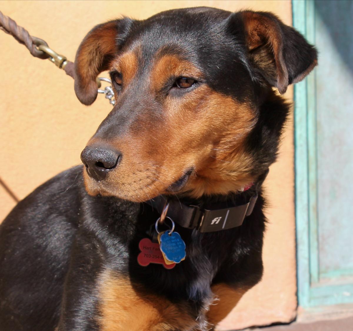 Enlarge Midnight, a ADOPTABLE mixed breed in Albuquerque, NM image 5/5
