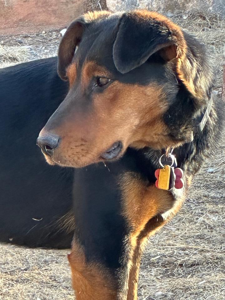 Enlarge Midnight, a ADOPTABLE mixed breed in Albuquerque, NM image 4/4