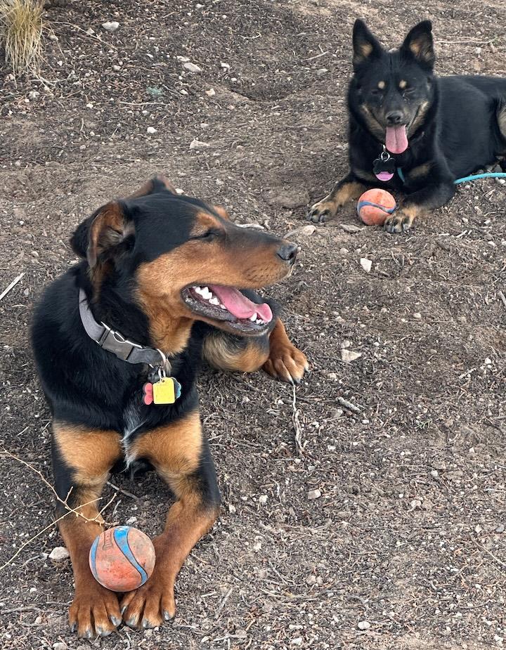 Enlarge Midnight, a ADOPTABLE mixed breed in Albuquerque, NM image 2/4