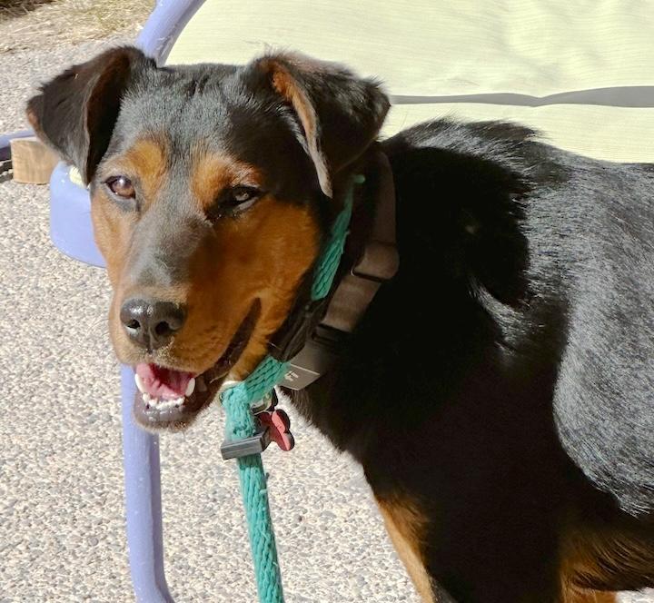 Enlarge Midnight, a ADOPTABLE mixed breed in Albuquerque, NM image 1/4