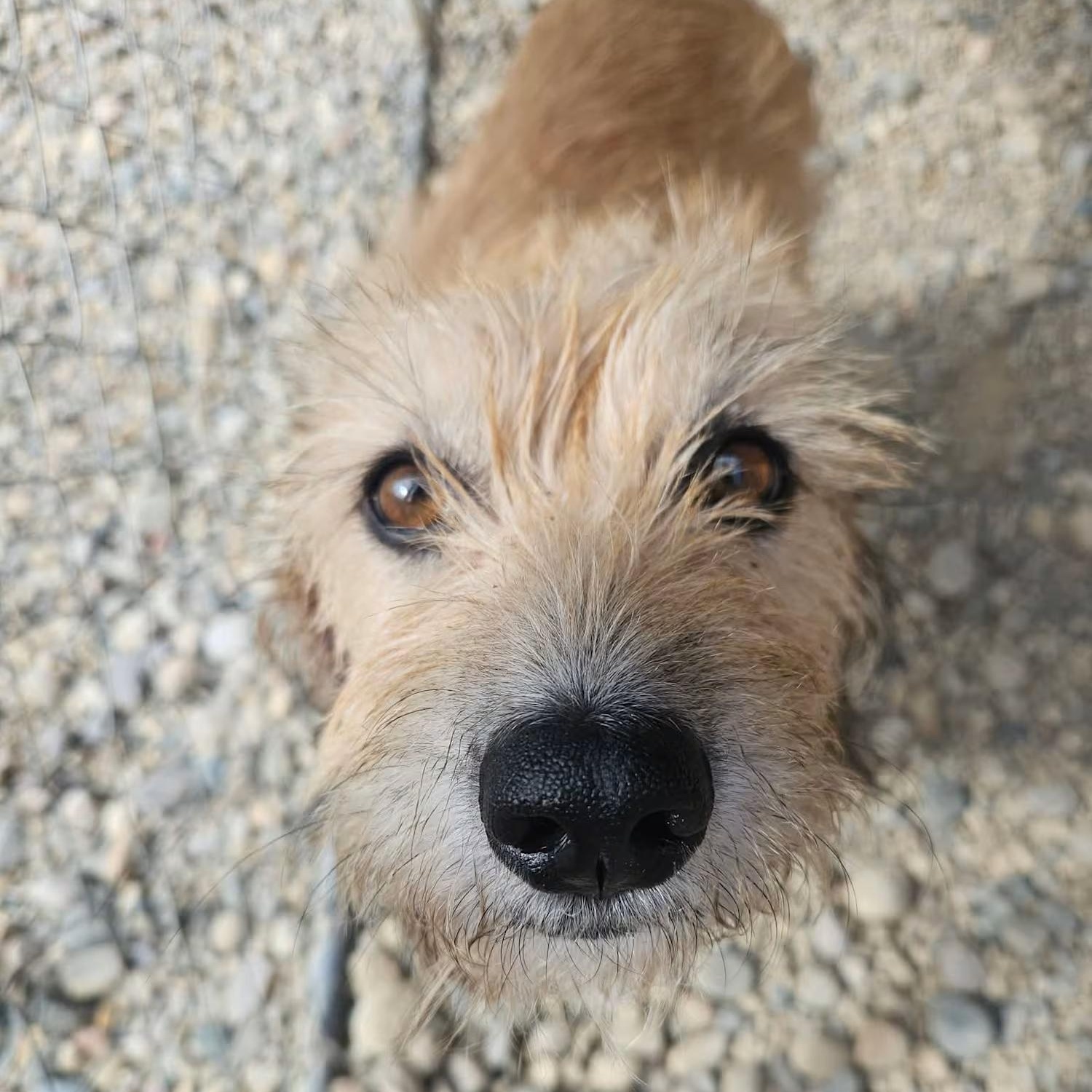 Aurora, ADOPTABLE, Adult Female Terrier.