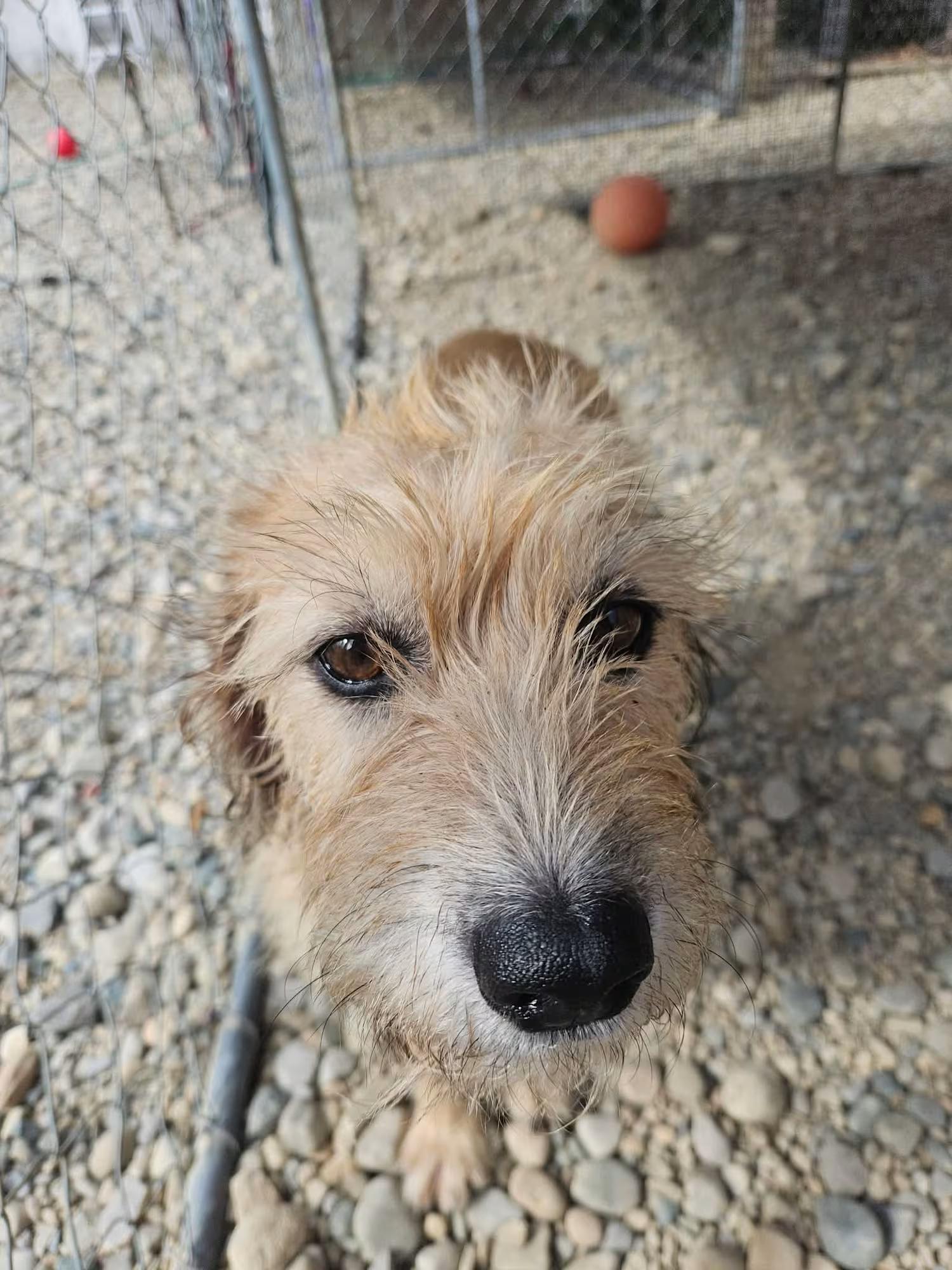 Aurora, a ADOPTABLE mixed breed in Sterling Heights, MI image 2/3