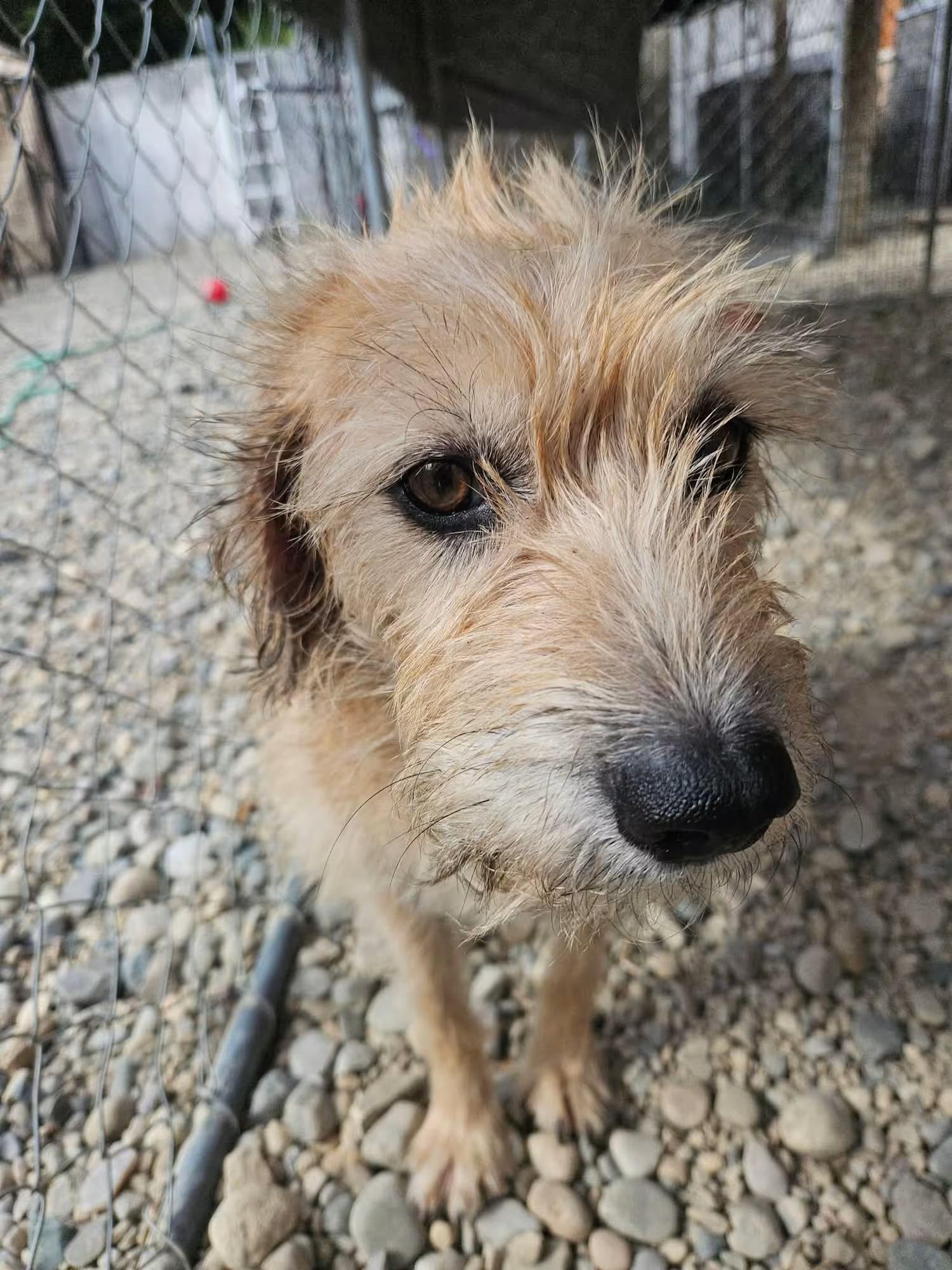 Aurora, a ADOPTABLE mixed breed in Sterling Heights, MI image 3/3
