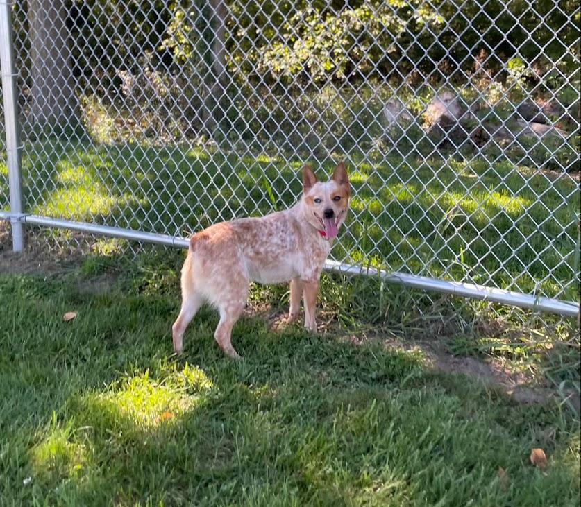 ACD X Corgi Charlie, ADOPTABLE, Young Female Australian Cattle Dog / Blue Heeler & Corgi.