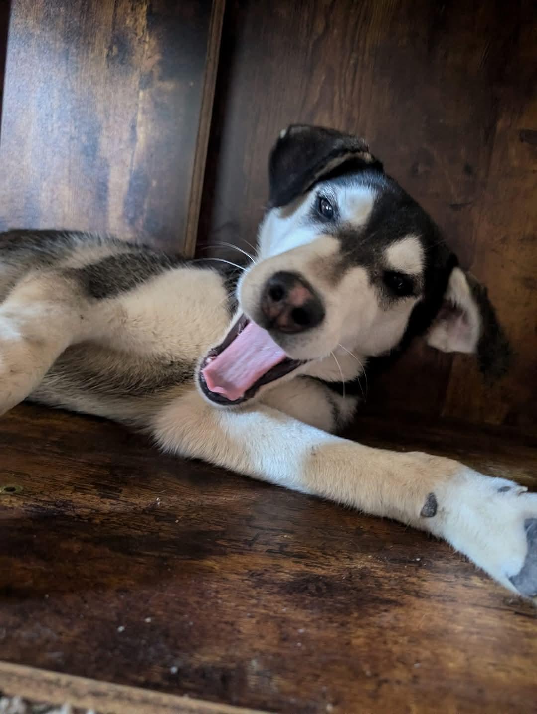 Bonnie, Adoptable, Young Female Husky & Dalmatian.