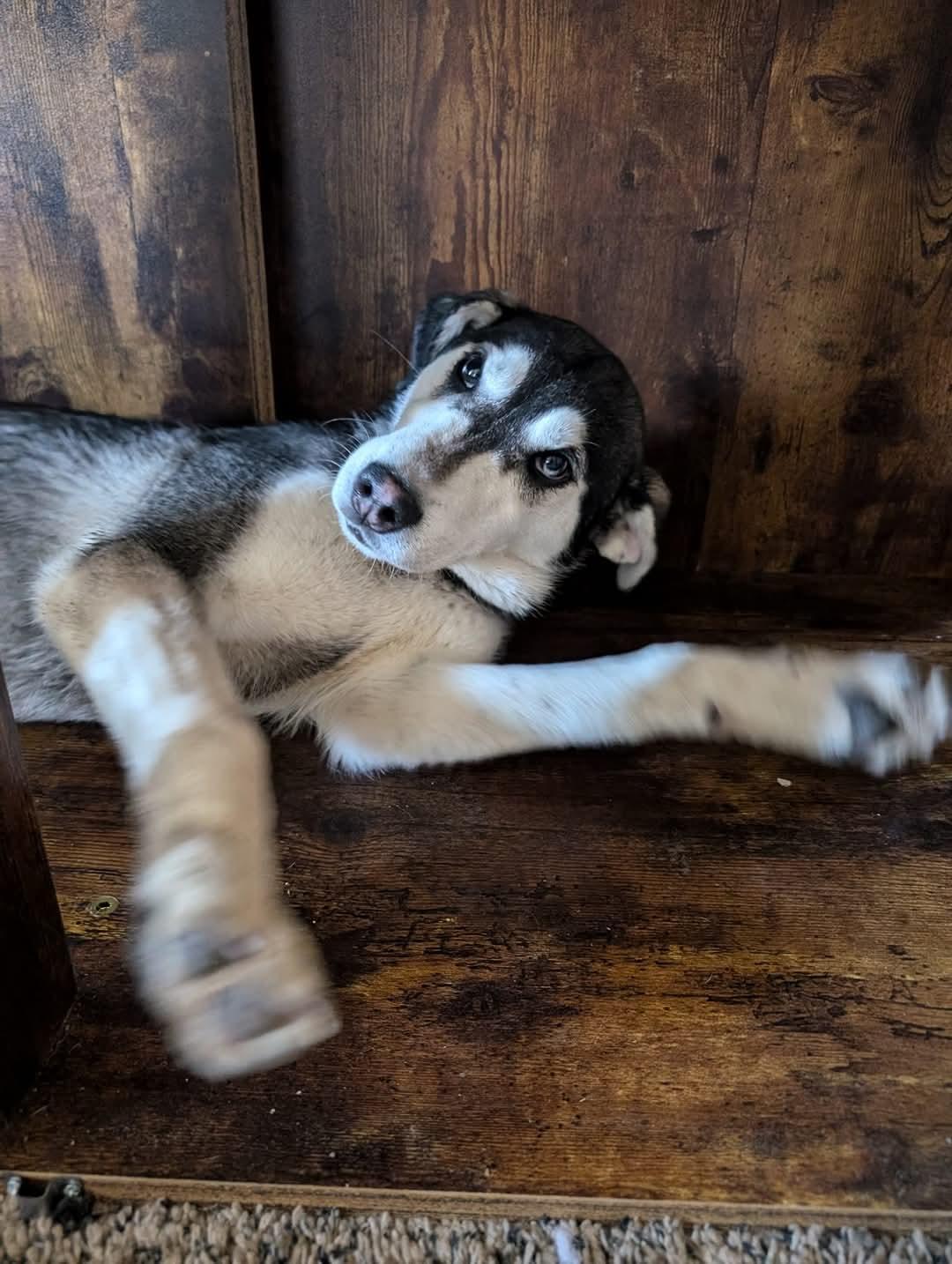 Enlarge Bonnie, a Adoptable mixed breed in Klamath Falls, OR image 2/3