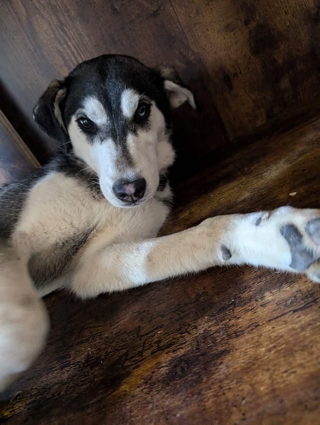 Enlarge Bonnie, a Adoptable mixed breed in Klamath Falls, OR image 3/3