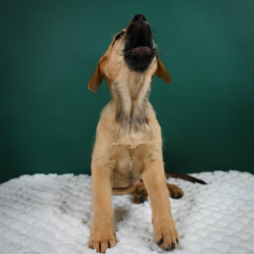 Gretsch, a Adoptable Shepherd in Crystal, MN image 1/6