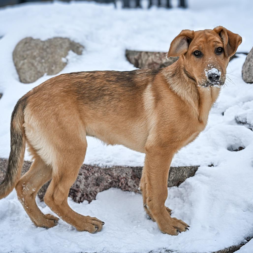 Gretsch, a Adoptable Shepherd in Crystal, MN image 3/6