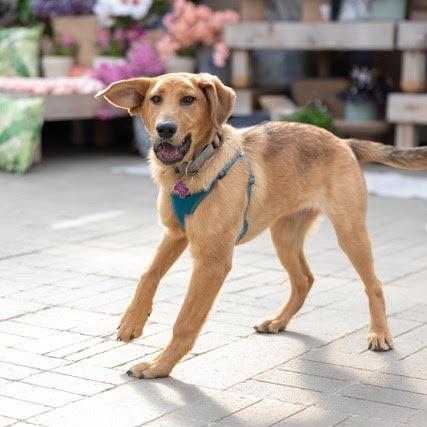 Gretsch, Adoptable, Puppy Female Shepherd.