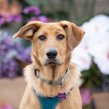 Enlarge Gretsch, a Adoptable Shepherd in Crystal, MN image 2/6