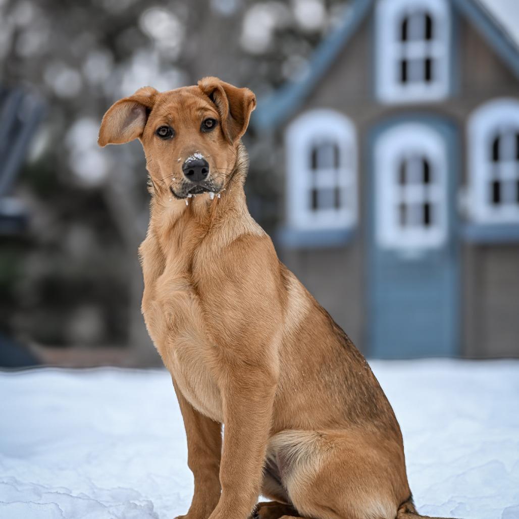 Enlarge Gretsch, a Adoptable Shepherd in Crystal, MN image 3/6
