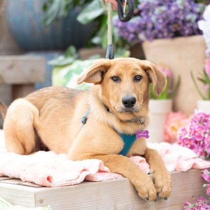 Enlarge Gretsch, a Adoptable Shepherd in Crystal, MN image 4/6