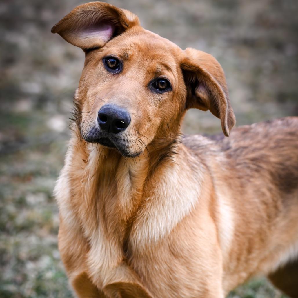 Gretsch, a Adoptable Shepherd in Crystal, MN image 4/6