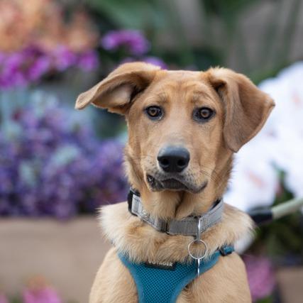 Enlarge Gretsch, a Adoptable Shepherd in Crystal, MN image 6/6