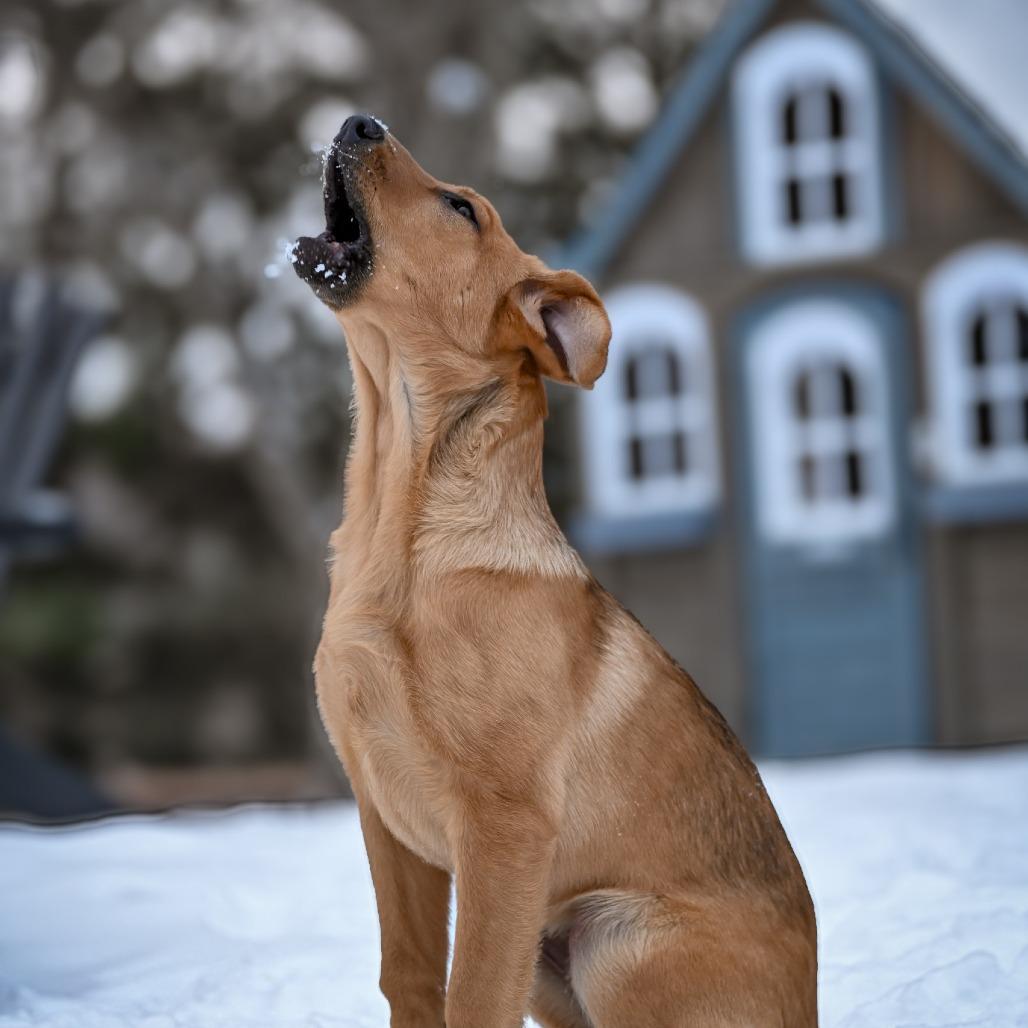 Gretsch, a Adoptable Shepherd in Crystal, MN image 6/6