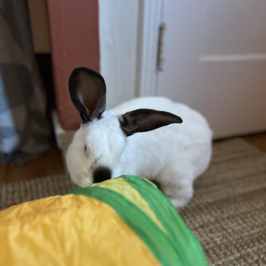 Avocado Toast, Adoptable, Adult Male Californian.