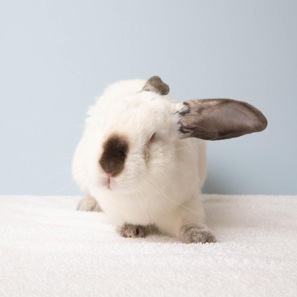 Enlarge Avocado Toast, a Adoptable Californian in Richmond, CA image 3/6