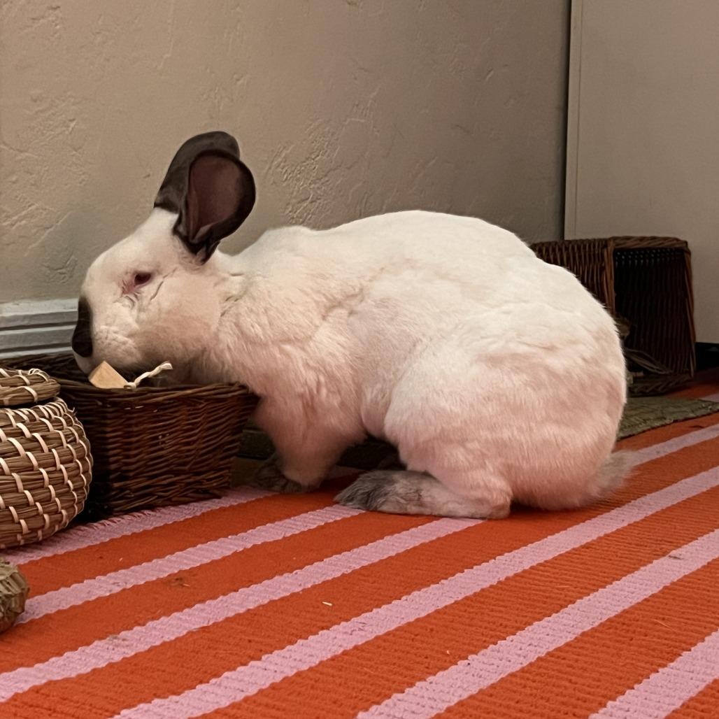 Enlarge Avocado Toast, a Adoptable Californian in Richmond, CA image 5/6