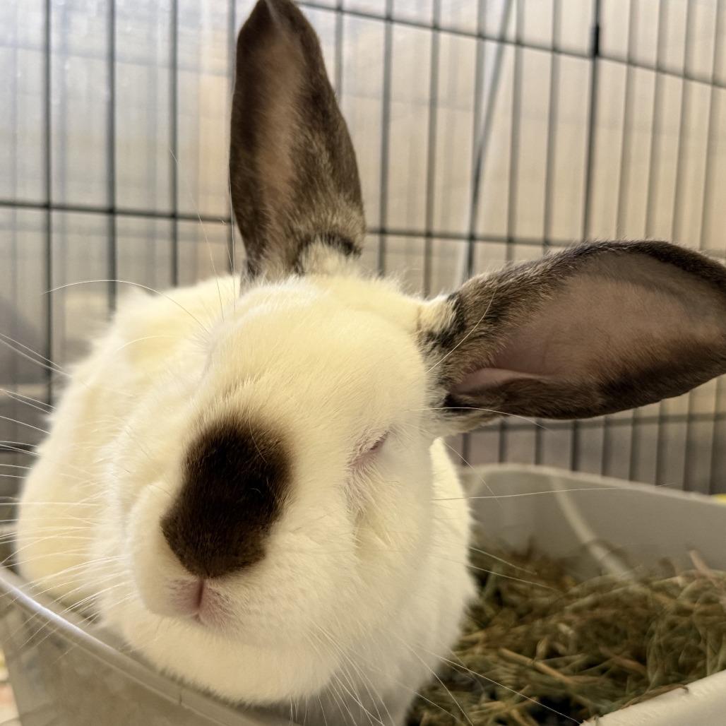 Enlarge Avocado Toast, a Adoptable Californian in Richmond, CA image 6/6