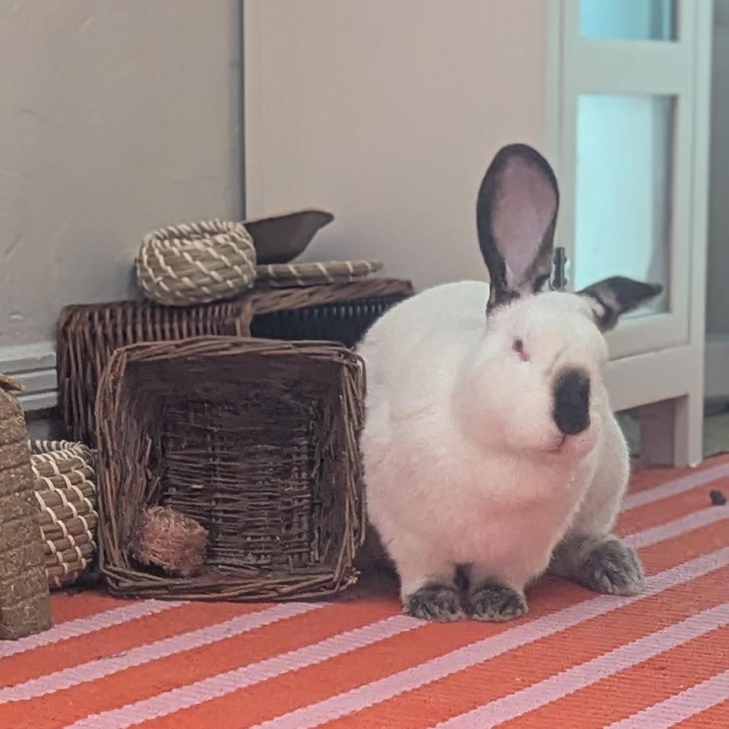 Avocado Toast, a Adoptable Californian in Richmond, CA image 6/6