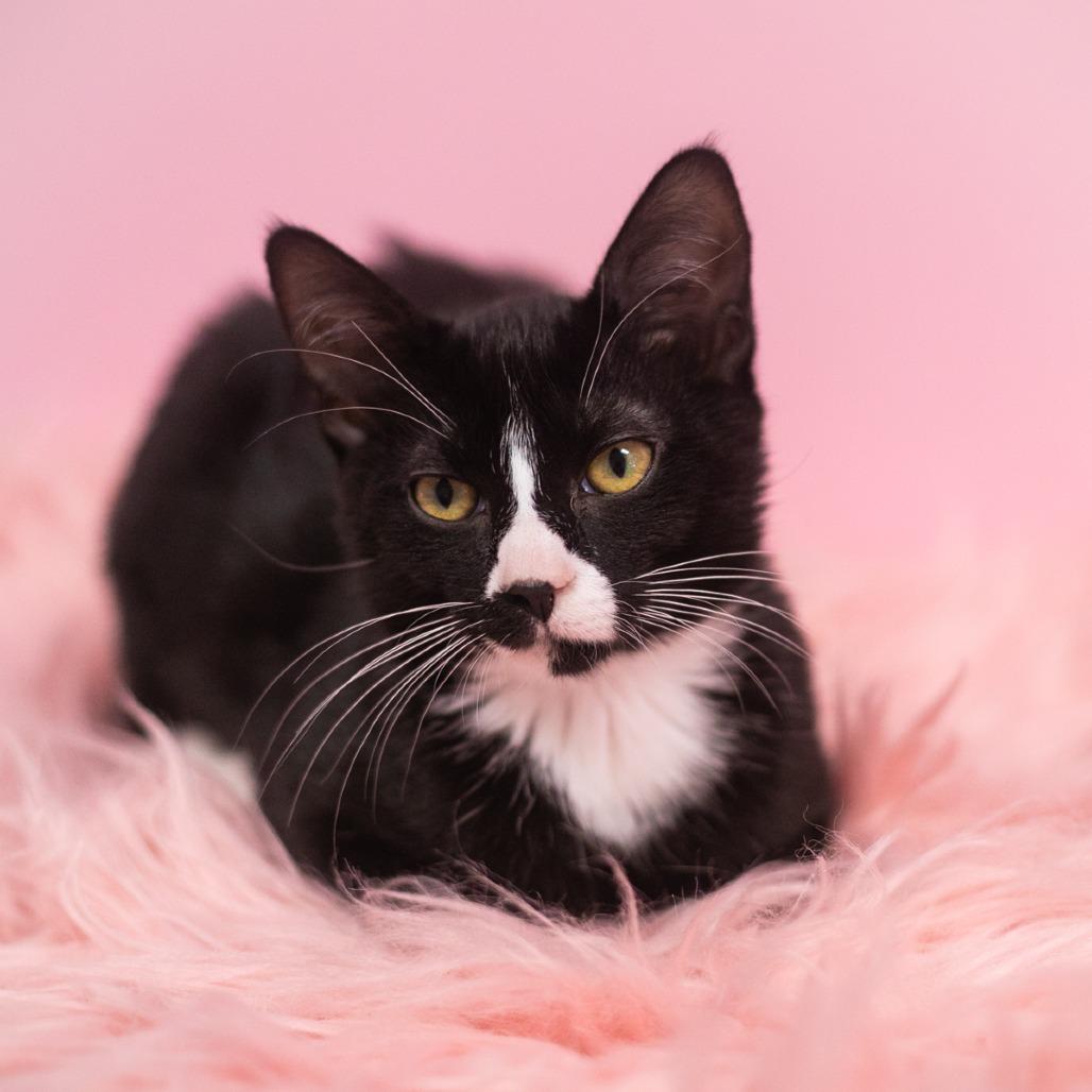 Raquel, Adoptable, Young Female Domestic Short Hair & Manx.