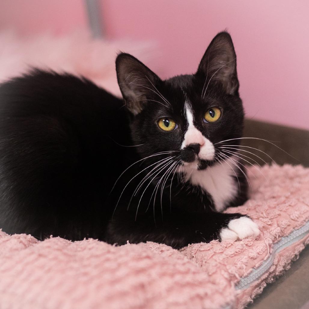 Enlarge Raquel, a Adoptable mixed breed in Ponte Vedra, FL image 2/5