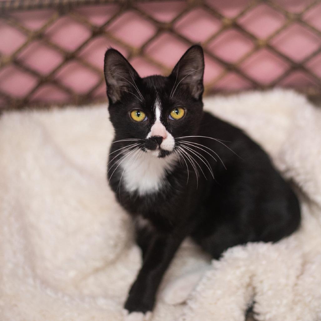 Enlarge Raquel, a Adoptable mixed breed in Ponte Vedra, FL image 3/5