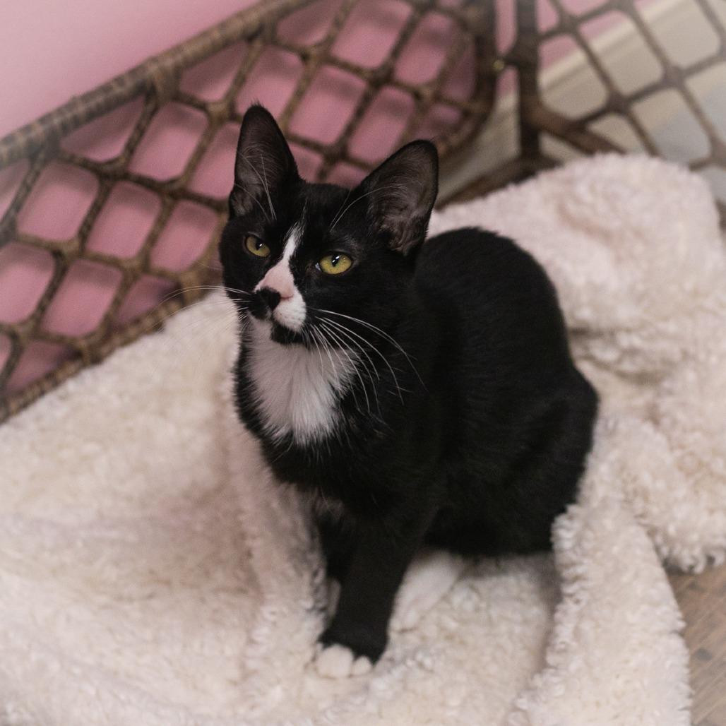 Enlarge Raquel, a Adoptable mixed breed in Ponte Vedra, FL image 4/5
