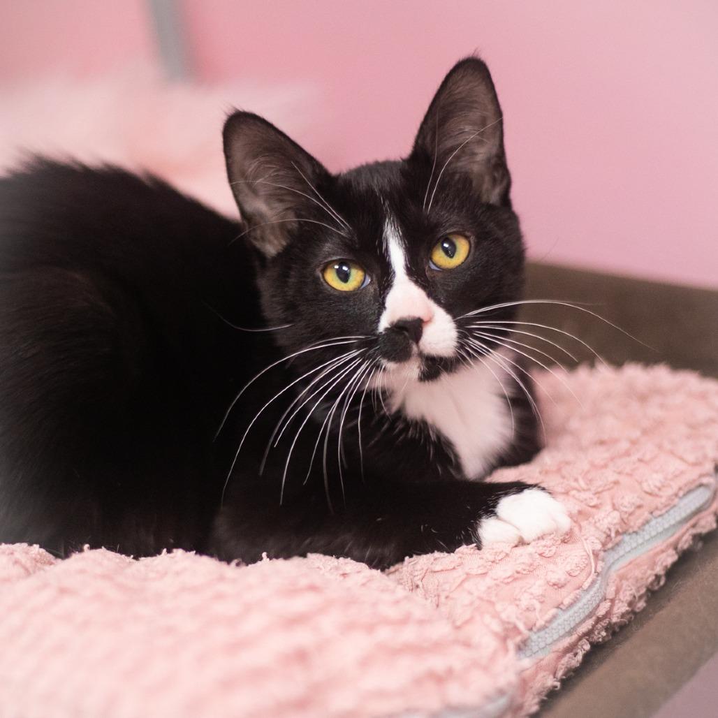 Enlarge Raquel, a Adoptable mixed breed in Ponte Vedra, FL image 5/5