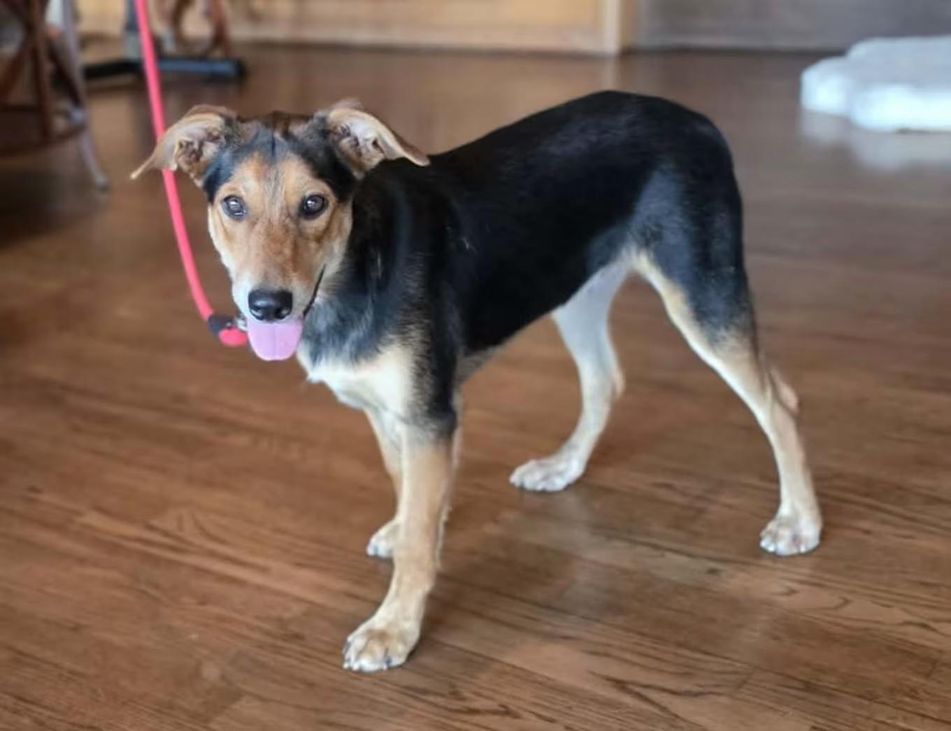 Enlarge Cedar, a Adoptable mixed breed in Boerne, TX image 1/5