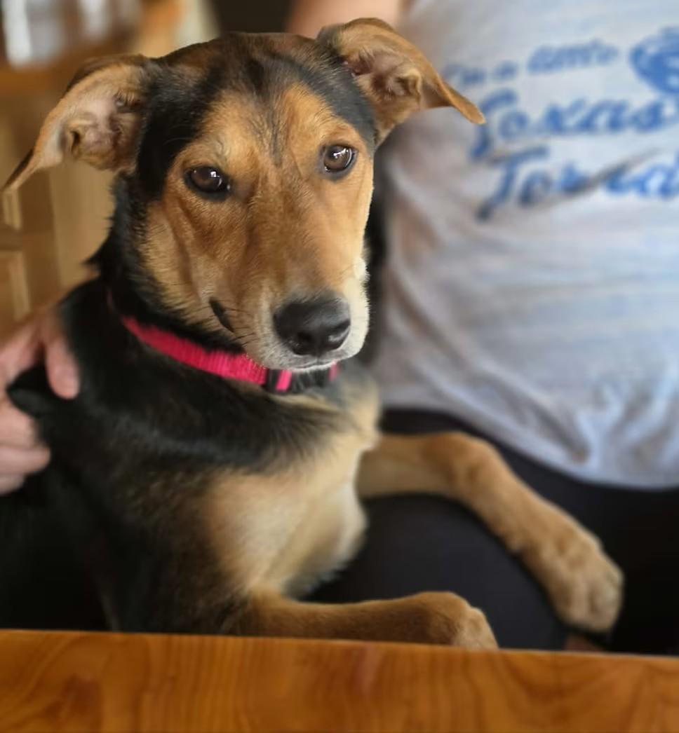 Enlarge Cedar, a Adoptable mixed breed in Boerne, TX image 3/5
