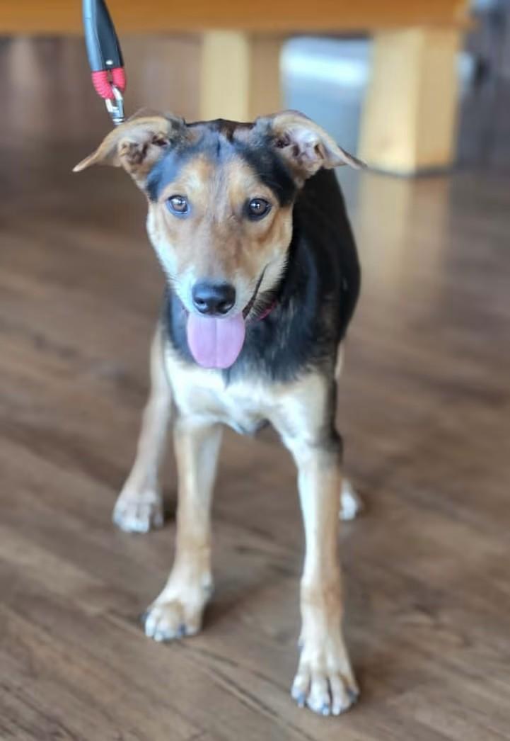 Enlarge Cedar, a Adoptable mixed breed in Boerne, TX image 4/5