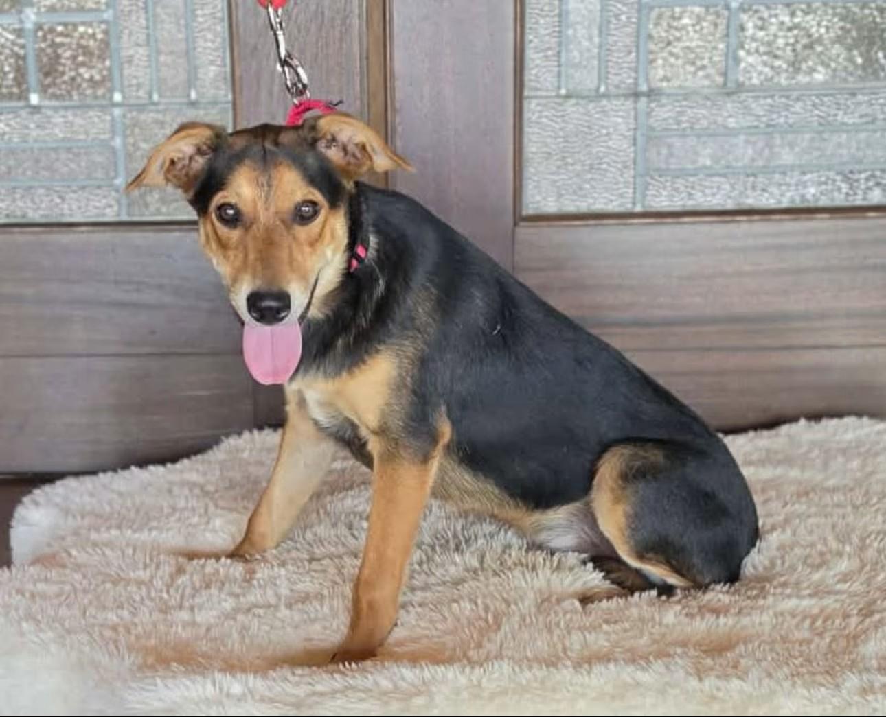 Enlarge Cedar, a Adoptable mixed breed in Boerne, TX image 5/5
